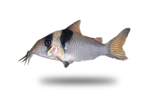 Corydoras Virginiae