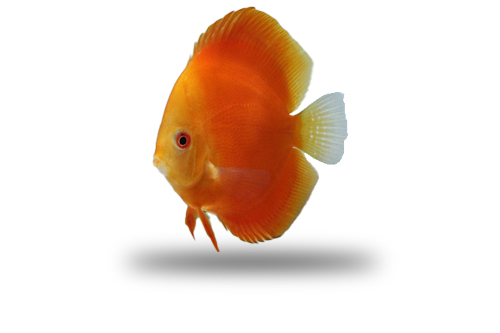 Acara Disco Orange Melon