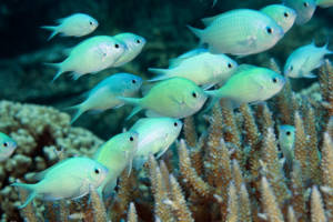 donzela green chromis 300x200