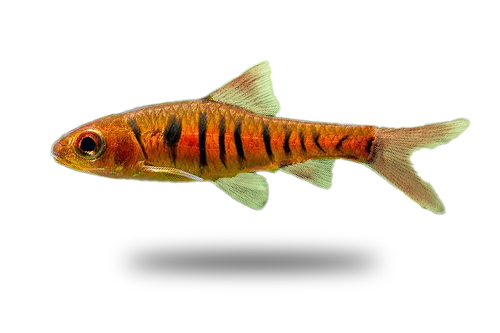 African Banded Barb