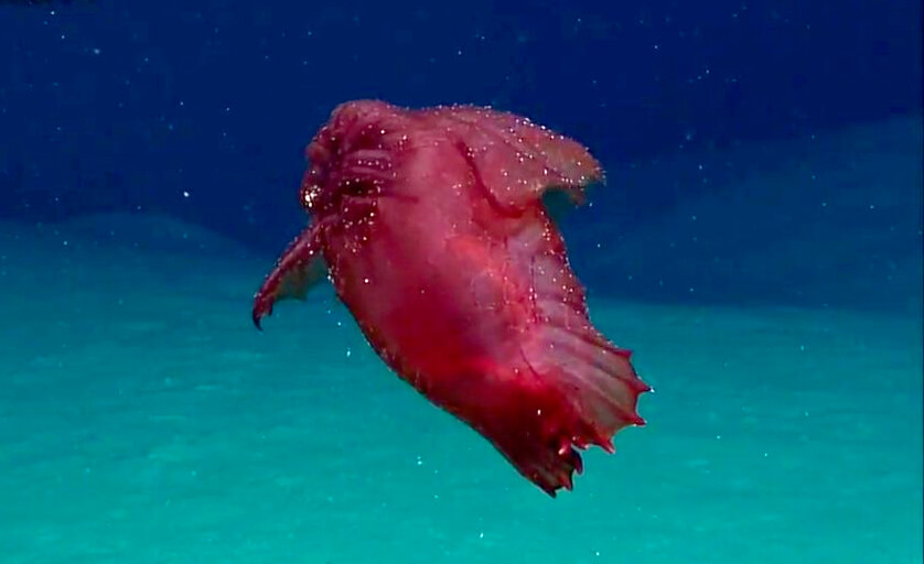 Monstro da Galinha Sem Cabeça em Rara Aparição