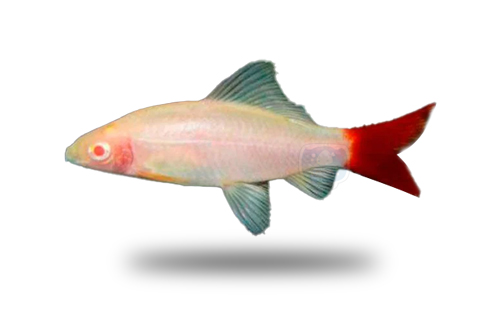 Labeo Frenatus (Albino)