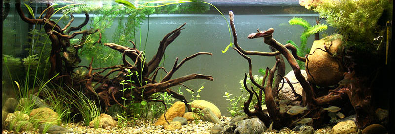 estilo biotope