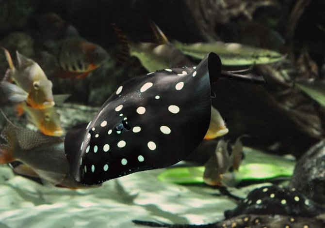 freshwater polka dot stingray