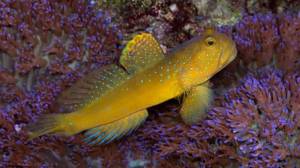 goby watchman yellow 300x168