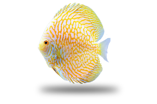 Acara Disco Golden Checkerboard