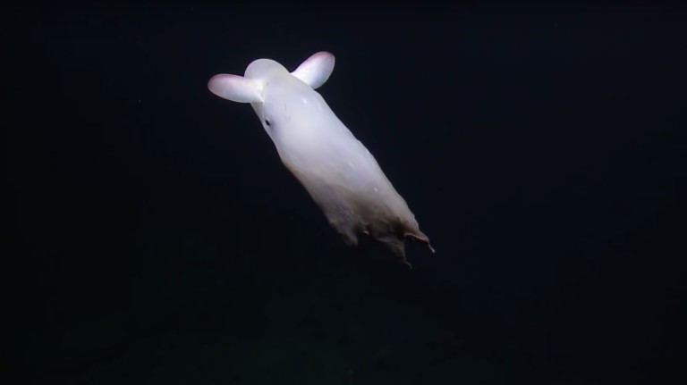grimpoteuthis polvo dumbo top