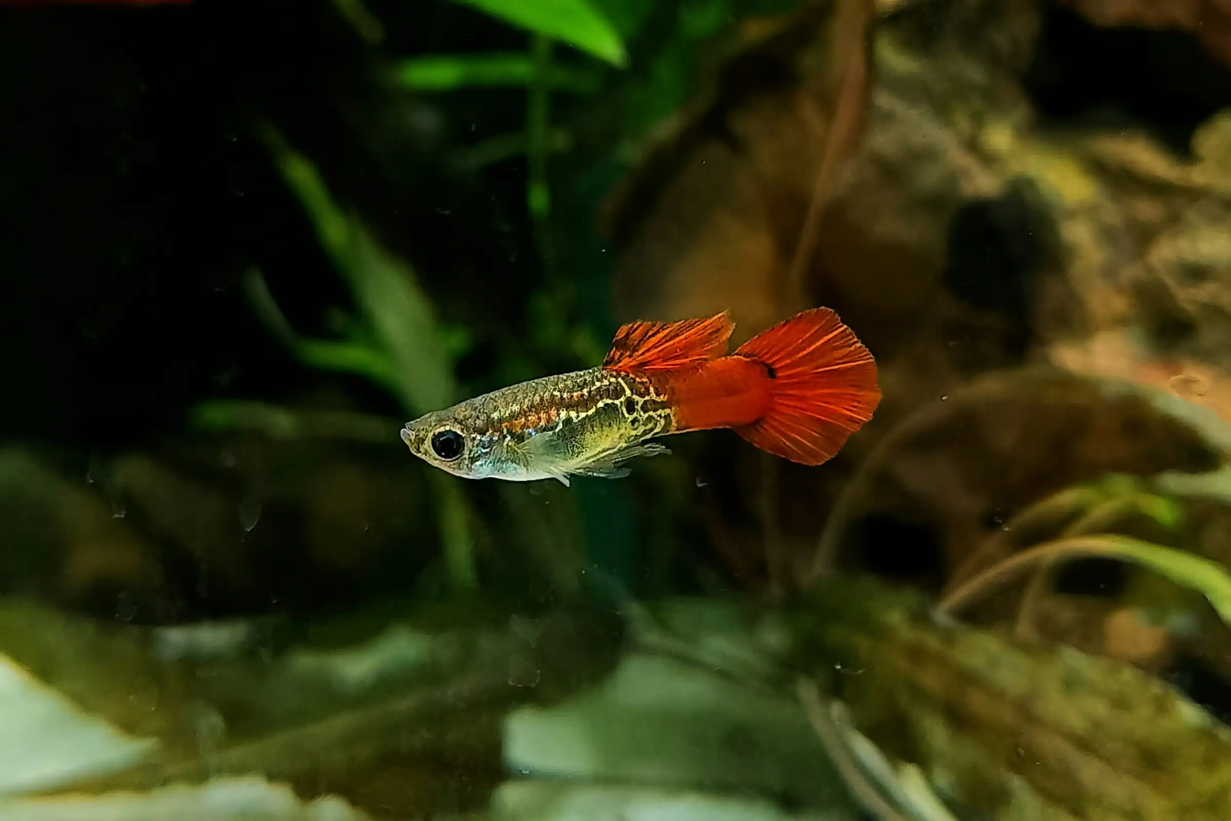 Guppy