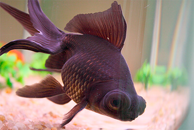 kinguio telescopio demekin