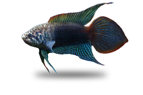 macropodus ocellatus