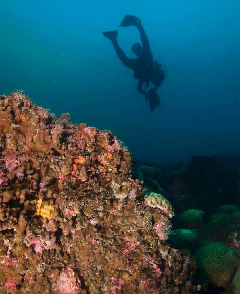 mergulhador recife de corais 835x1024