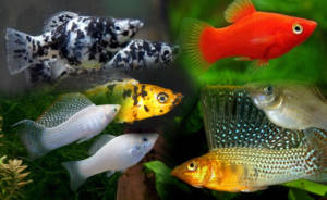 molinesia mollys 300x184