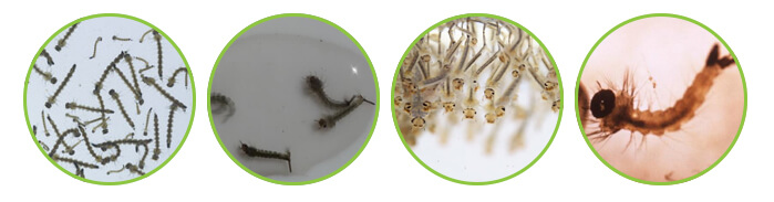 mosquito larvae