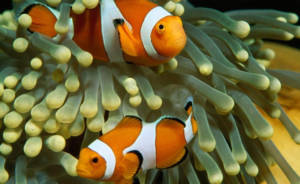 ocellaris anemona 300x184