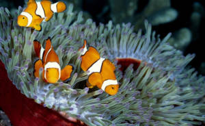 palhacos simbiose anemona 300x184