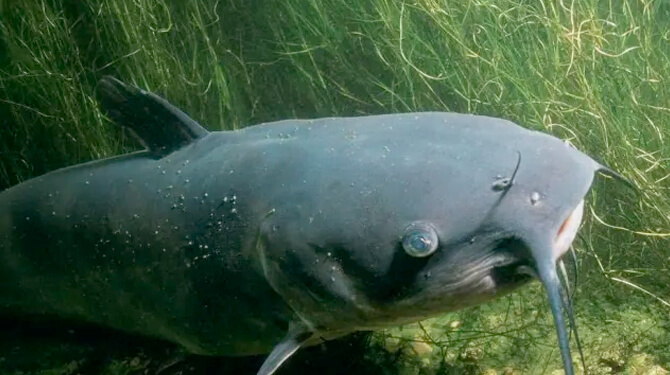 peixe bagre catfish