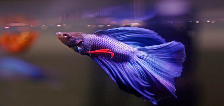 peixe beta azul