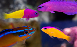 peixe dottyback 300x184
