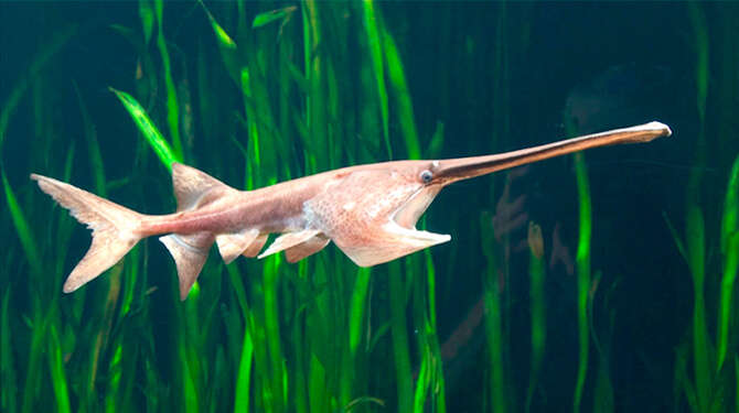 peixe espatula chines