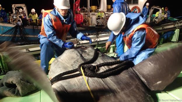 peixe lua acoplagem equipamentos