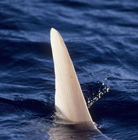 peixe lua mola mola barbatana