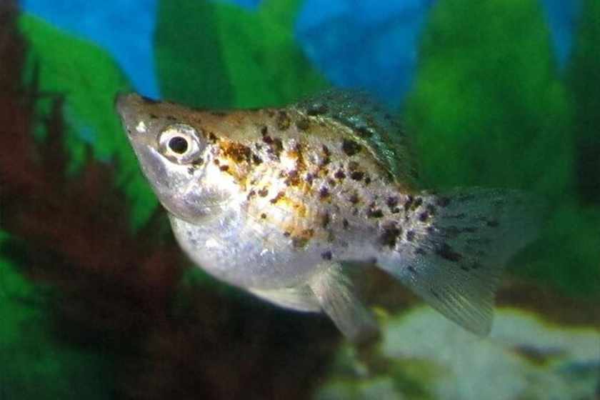 Peixe Molly Balão (Poecilia sphenops) — variedade com corpo arredondado e barriga proeminente