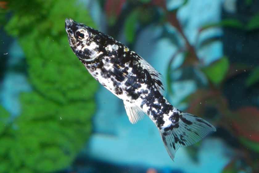 Peixe Molly Dálmata (Poecilia sphenops) — variedade branca com manchas pretas irregulares