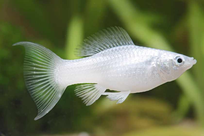 Peixe Molly Lyra (Poecilia sphenops) — variedade com nadadeiras longas em formato de lira