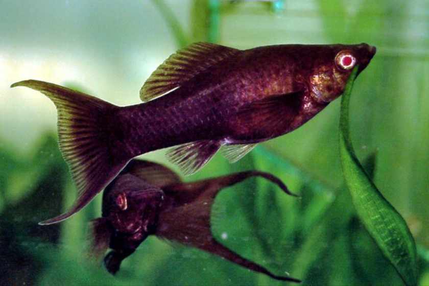 Peixe Molly Negro (Poecilia sphenops) — variedade totalmente preta com nadadeiras escuras
