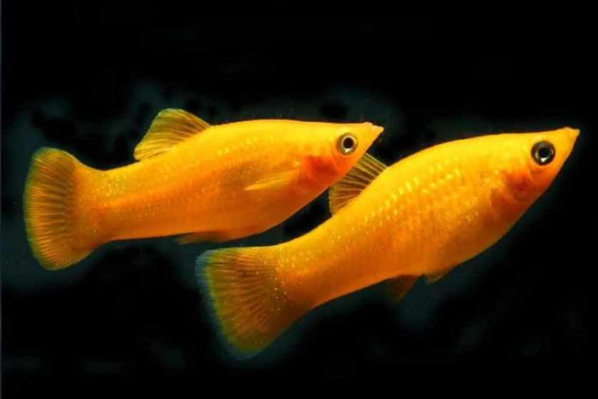 Peixe Molly Tangerina (Poecilia sphenops) — variedade laranja vibrante com tonalidade cítrica uniforme