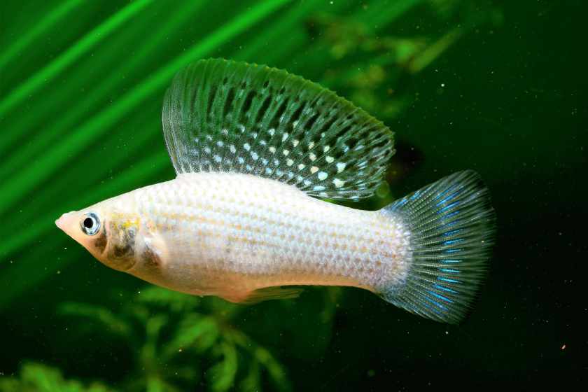 Peixe Molly Velífera (Poecilia velifera) — variedade com nadadeira dorsal alta e vistosa em formato de vela