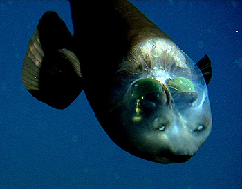 peixe olhos de barril barreleye down