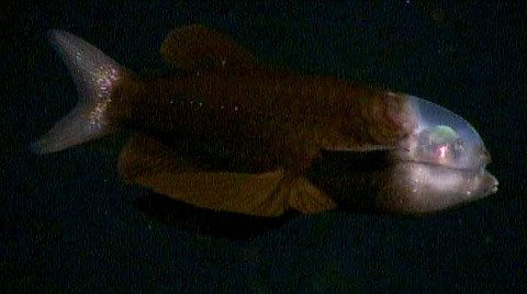 peixe olhos de barril barreleye lado