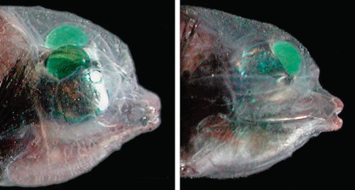 peixe olhos de barril barreleye side