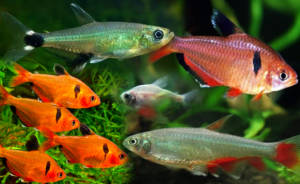 peixe tetras 300x184