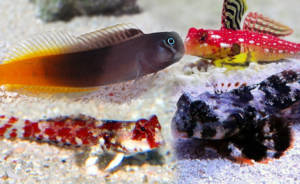 peixes blenny 300x184