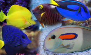 peixes tangs 300x184