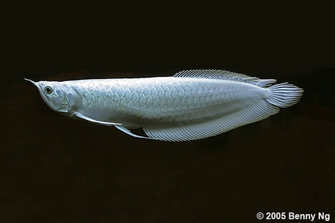 platinum arowana