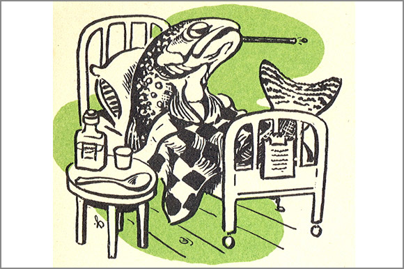 As Principais Doenças que Podem Afetar seu Peixe