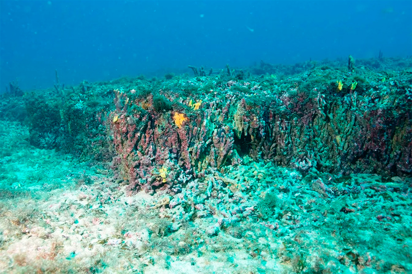 recife de corais 5 mil anos