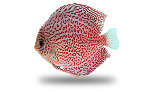 Acara Disco Red Ring Leopard