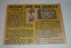 sea monkeys ebay 300x204