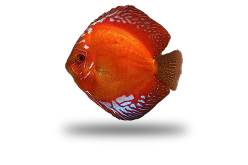 Acara Disco Super Red Malboro