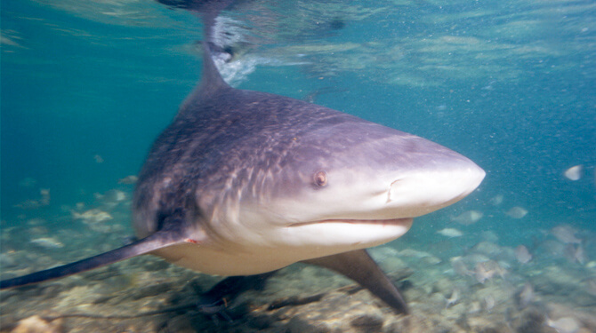 tubarao cabeca chata
