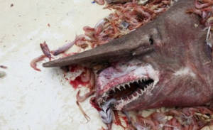 tubarao duende camaroes 300x183