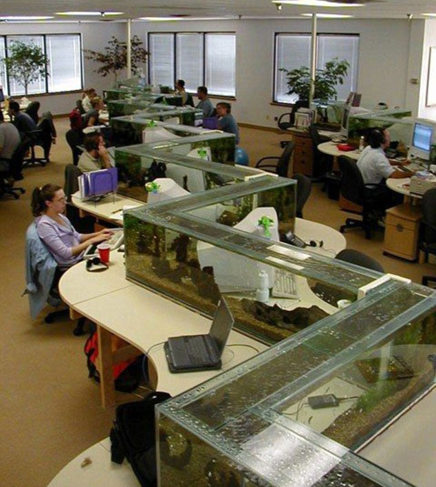 zig zag office aquarium also a desk divider 1